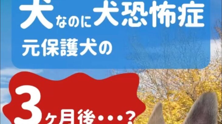 驚きの変化！これが正しいトレーニングの力/元保護犬3歳