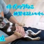 【犬のしつけ解説】仔犬のうちに練習するといいトレーニング「第3位」