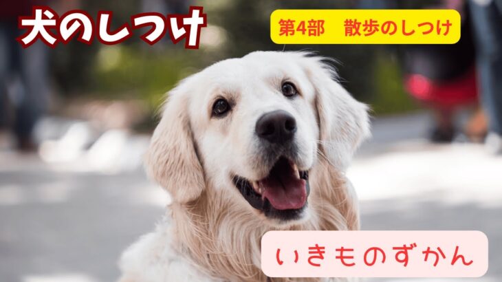 【いきものずかん】犬のしつけガイド　第4部：散歩のしつけ