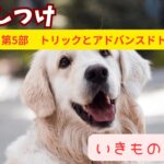 【いきものずかん】犬のしつけガイド　第5部：トリックとアドバンスドトレーニング