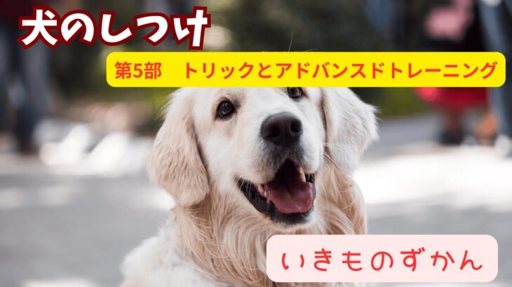 【いきものずかん】犬のしつけガイド　第5部：トリックとアドバンスドトレーニング