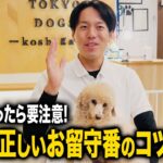 【犬しつけ】愛犬の正しいお留守番のやり方5選！【ドッグトレーナー解説】