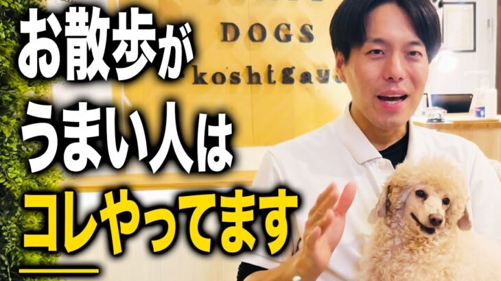 【犬しつけ】散歩で絶対に教えてほしいこと5選!