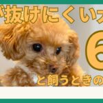 毛が抜けにくい犬種6選！犬種ごとの性格も合わせてご紹介！