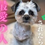 愛情を感じている愛犬だけが見せる行動7選！