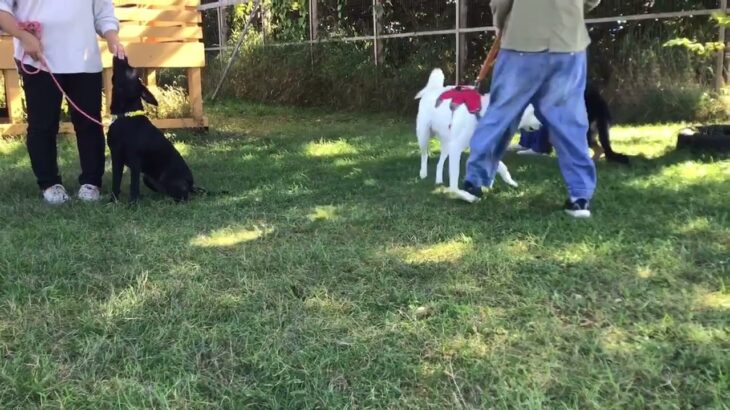 第7回犬のしつけ教室