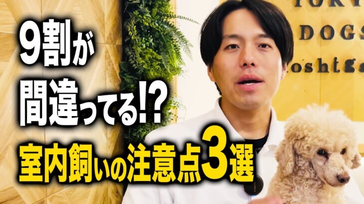 【犬しつけ】9割が間違ってる!?室内飼いの注意点3選