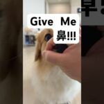 鼻!! Give Me 鼻!!!!! #shorts #ボーダーコリー #犬のいる生活 #犬 #愛犬 #コーギー#犬しつけ #ワンコ