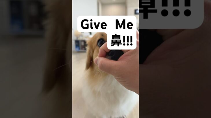 鼻!! Give Me 鼻!!!!! #shorts #ボーダーコリー #犬のいる生活 #犬 #愛犬 #コーギー#犬しつけ #ワンコ