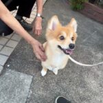 MIX犬の”コタロウくん”と”散歩トレーニング”！