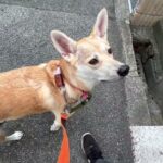 MIX犬の”ゆめちゃん”と散歩トレーニング！