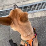 MIX犬の”さぬきくん”と散歩トレーニング！