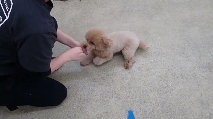 犬の幼稚園 Merlotちゃんとトレーニング