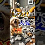 しつけが大変な犬種TOP5  #動物雑学 #動物 #雑学 #animals #shorts