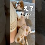 【子猫のしつけ失敗！？】子犬の乳を吸う子猫 #犬と猫 #cat #猫のいる暮らし #癒しのペット