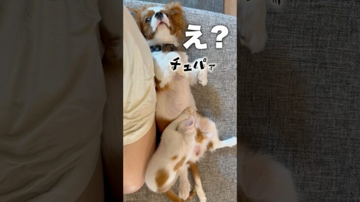 【子猫のしつけ失敗！？】子犬の乳を吸う子猫 #犬と猫 #cat #猫のいる暮らし #癒しのペット