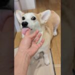 お返事上手🤭#コーギー #corgi #犬 #犬のしつけ