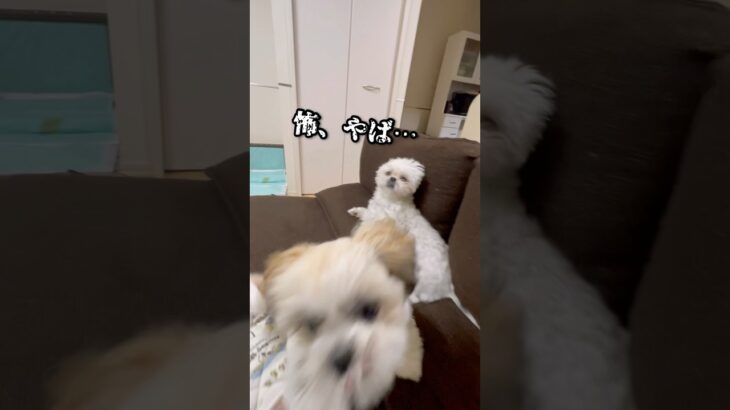 喧嘩してる犬に怒った…【躾】#dog #いぬ #しつけ #情緒不安定