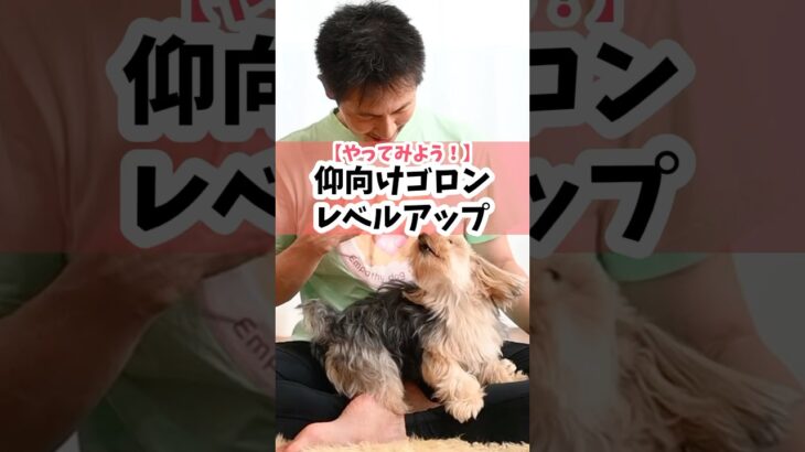 犬とのコミュニケーションの基本をレベルアップ①#犬のしつけ #犬のいる暮らし #dog