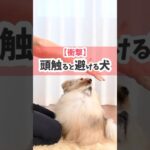 愛犬は喜んでると思ってた…！#犬のしつけ #犬のいる暮らし #dog