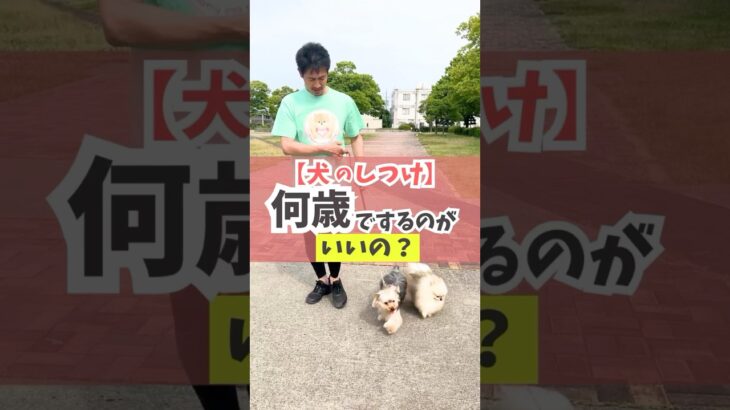 何歳から始める？何歳までできる？#犬のしつけ #犬のいる暮らし #dog