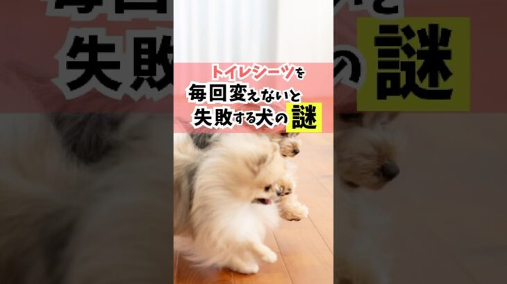 犬のトイレのセッティングや使う用品は、愛犬のクセに合わせて選ぼう！#犬のしつけ #犬のいる暮らし #dog