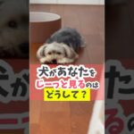 目は口ほどにモノを言う！？#犬のしつけ #犬のいる暮らし #dog