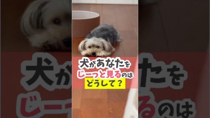 目は口ほどにモノを言う！？#犬のしつけ #犬のいる暮らし #dog