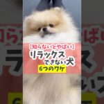 犬が常に少し敏感に反応しすぎてない？#犬のしつけ #犬のいる暮らし #dog