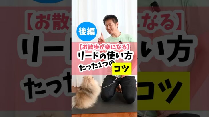 散歩の時、犬がグイグイと前に出ちゃう。そんな時の教え方。#犬のしつけ #犬のいる暮らし #dog