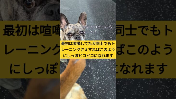 喧嘩してしまう犬でもトレーニングすればしっぽピコピコになれます！#しっぽ #しっぽピコピコ #フレンチブルドッグ #ボクサー犬 #犬のしつけ #犬の学校 #dog