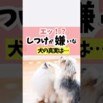 目からウロコの真実。実はしつけが嫌いな犬なんていない。#犬のしつけ #犬のいる暮らし #dog