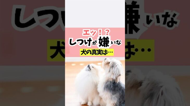 目からウロコの真実。実はしつけが嫌いな犬なんていない。#犬のしつけ #犬のいる暮らし #dog