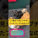 ブチギレていたフレブルが魅せるステップ #dog #フレブル #犬と人の学校 #NOLE #ステップ