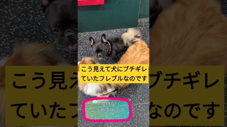 ブチギレていたフレブルが魅せるステップ #dog #フレブル #犬と人の学校 #NOLE #ステップ