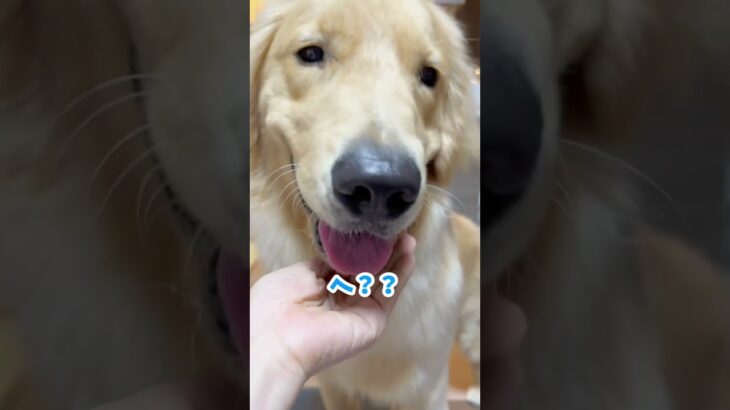 自分でお口を拭く練習その後 #dog #ゴールデンレトリバー仔犬 #goldenretriever #愛犬 #大型犬 #しつけ