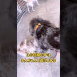 怖いもの知らずな子犬さんのお遊戯トレーニング風景 #dogtraining #dogshorts #愛犬