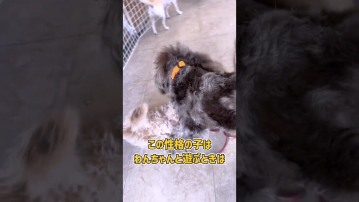 怖いもの知らずな子犬さんのお遊戯トレーニング風景 #dogtraining #dogshorts #愛犬