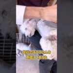 ブラッシングトレーニングをする真っ白トイプーさん　#dogtraining #dogshorts #犬のいる生活