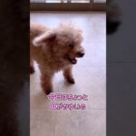 構って欲しいトイプーさん幼稚園トレーニング #dogtraining #dogshorts #puppy #愛犬