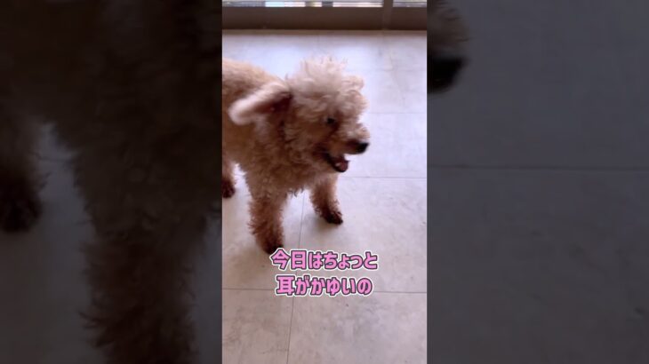 構って欲しいトイプーさん幼稚園トレーニング #dogtraining #dogshorts #puppy #愛犬