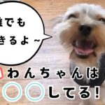 【#問題行動改善】甘噛み、飛びつき、興奮、引っ張りの無くし方！犬を賢くする方法！！　#ドッグトレーニング #ドッグトレーナー #しつけ #dogtraining #puppy #犬