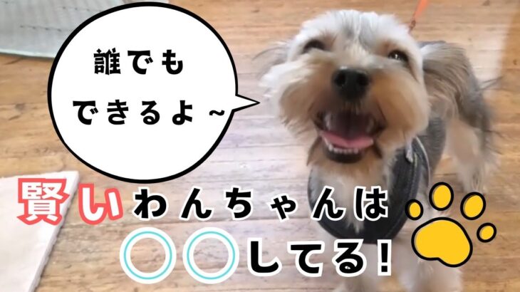 【#問題行動改善】甘噛み、飛びつき、興奮、引っ張りの無くし方！犬を賢くする方法！！　#ドッグトレーニング #ドッグトレーナー #しつけ #dogtraining #puppy #犬