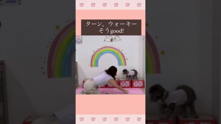 ＃犬　トリック教えてみよう　ウォーキー　＃犬のようちえん　＃犬のほいくえん　＃犬お泊りトレーニング　　#子犬しつけ  #しつけ教室 　＃犬のしつけ　#shorts 　#パピートレーニング