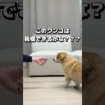 ワンコはどれぐらい我慢できるかな？#shorts #コーギー#ボーダーコリー#犬#韓国 #犬生活#犬しつけ #癒し #愛犬