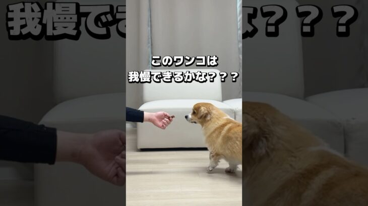 ワンコはどれぐらい我慢できるかな？#shorts #コーギー#ボーダーコリー#犬#韓国 #犬生活#犬しつけ #癒し #愛犬