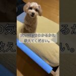 #shorts  #short  #犬　#いぬ　#dog  #しつけトレーニング  #しつけ