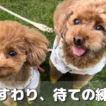 犬のしつけ！色んな危険から守るためにおすわりと待てを覚えよう