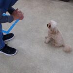 犬の幼稚園 ルークくんとトレーニング