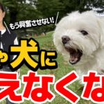 他犬に吠えるのをやめさせる！興奮をコントロールするコツ